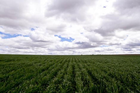 North Dakota Wheat Field
